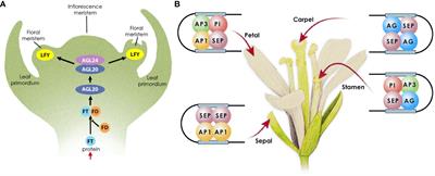 The transcription factors and pathways underpinning male reproductive development in Arabidopsis